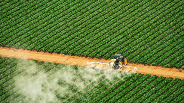 Best Wasp Removal Services  in Rosend, LA